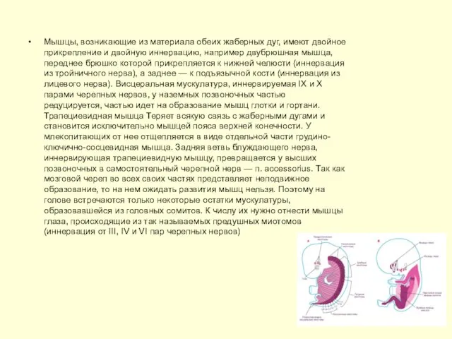 Мышцы, возникающие из материала обеих жаберных дуг, имеют двойное прикрепление и