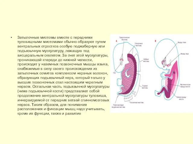 Затылочные миотомы вместе с передними туловищными миотомами обычно образуют путем вентральных