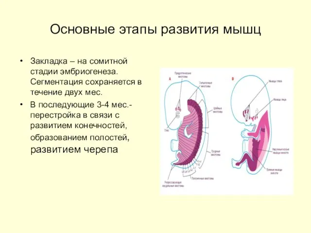 Основные этапы развития мышц Закладка – на сомитной стадии эмбриогенеза. Сегментация