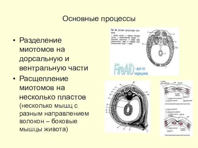 Основные процессы Разделение миотомов на дорсальную и вентральную части Расщепление миотомов