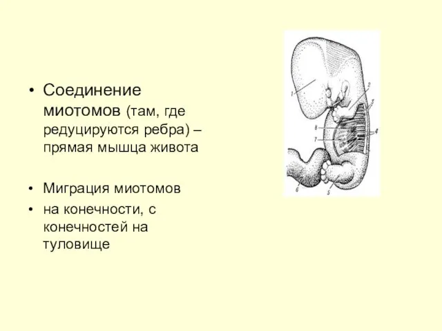 Соединение миотомов (там, где редуцируются ребра) – прямая мышца живота Миграция