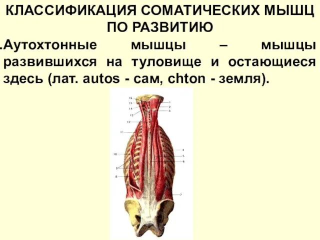 КЛАССИФИКАЦИЯ СОМАТИЧЕСКИХ МЫШЦ ПО РАЗВИТИЮ Аутохтонные мышцы – мышцы развившихся на