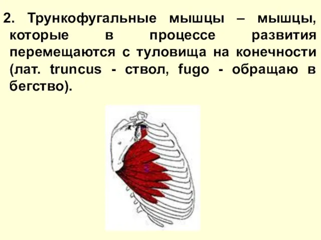 2. Трункофугальные мышцы – мышцы, которые в процессе развития перемещаются с