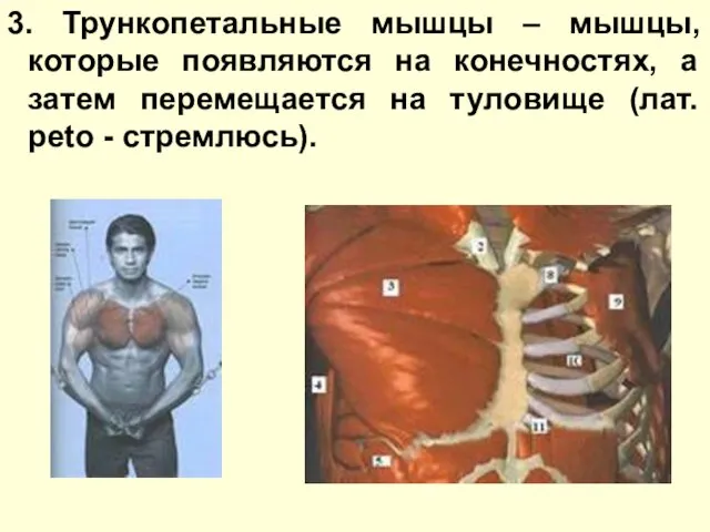 3. Трункопетальные мышцы – мышцы, которые появляются на конечностях, а затем