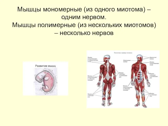 Мышцы мономерные (из одного миотома) – одним нервом. Мышцы полимерные (из нескольких миотомов) – несколько нервов