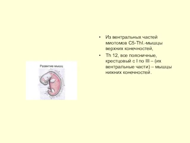 Из вентральных частей миотомов С5-ТhI.-мышцы верхних конечностей, Тh 12, все поясничные,