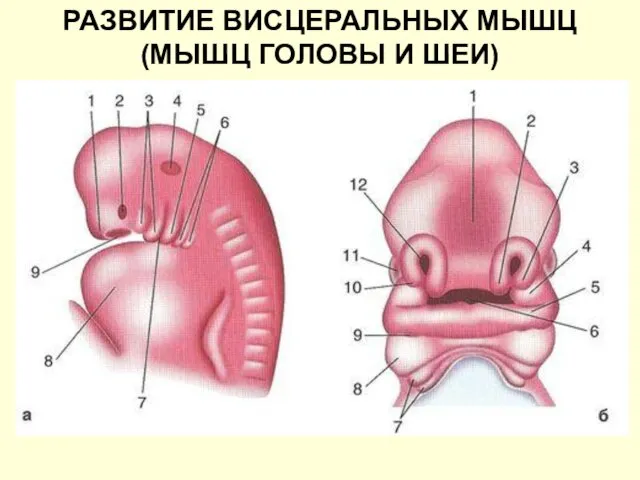 РАЗВИТИЕ ВИСЦЕРАЛЬНЫХ МЫШЦ (МЫШЦ ГОЛОВЫ И ШЕИ)