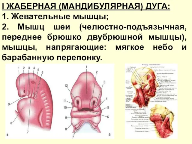 I ЖАБЕРНАЯ (МАНДИБУЛЯРНАЯ) ДУГА: 1. Жевательные мышцы; 2. Мышц шеи (челюстно-подъязычная,