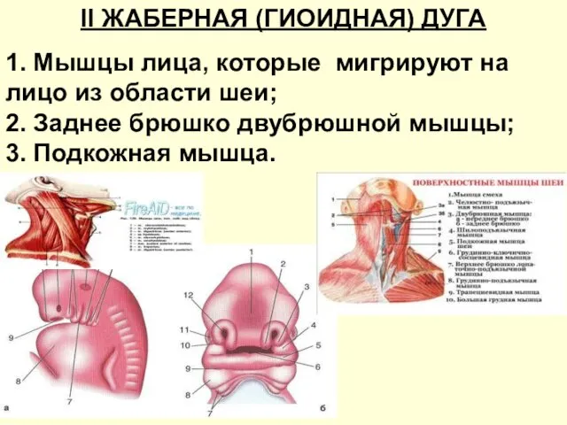 II ЖАБЕРНАЯ (ГИОИДНАЯ) ДУГА 1. Мышцы лица, которые мигрируют на лицо