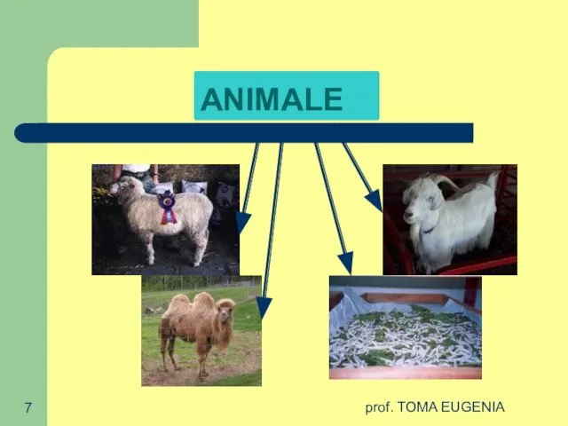 prof. TOMA EUGENIA ANIMALE