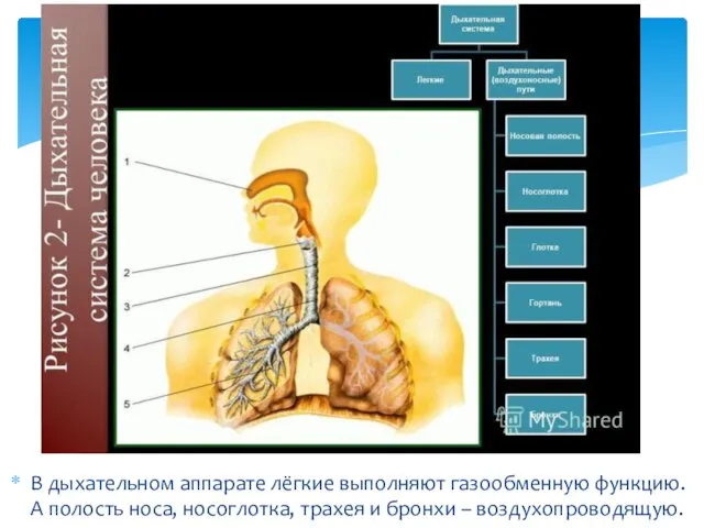 В дыхательном аппарате лёгкие выполняют газообменную функцию. А полость носа, носоглотка, трахея и бронхи – воздухопроводящую.