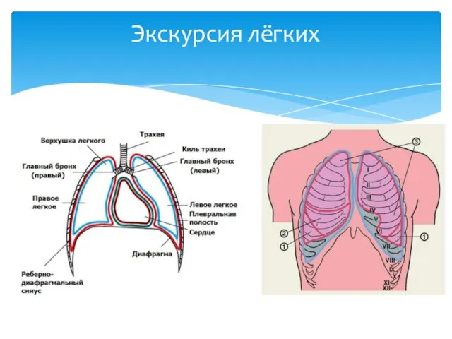 Экскурсия лёгких