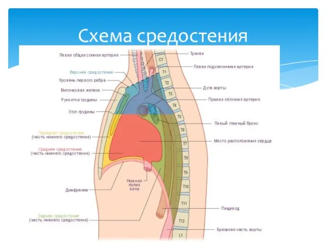 Схема средостения