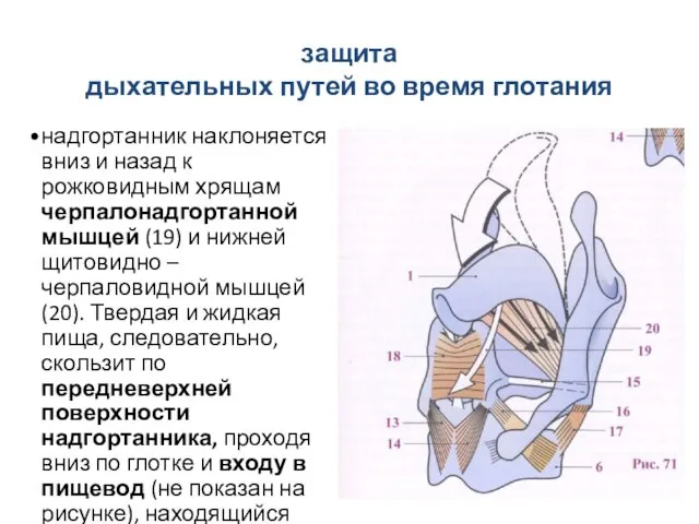 защита дыхательных путей во время глотания надгортанник наклоняется вниз и назад