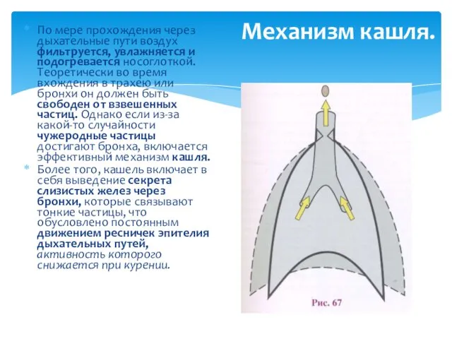 Механизм кашля. По мере прохождения через дыхательные пути воздух фильтруется, увлажняется