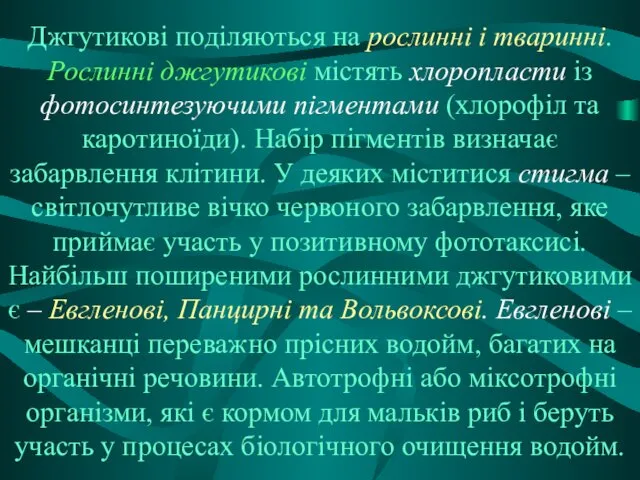 Джгутикові поділяються на рослинні і тваринні. Рослинні джгутикові містять хлоропласти із