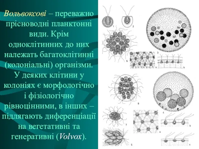 Вольвоксові – переважно прісноводні планктонні види. Крім одноклітинних до них належать