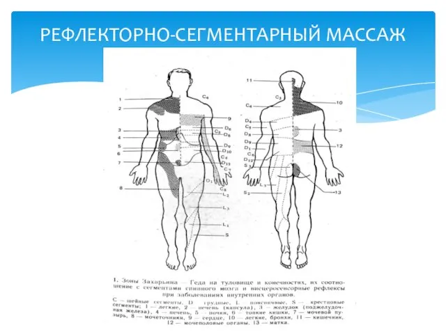 РЕФЛЕКТОРНО-СЕГМЕНТАРНЫЙ МАССАЖ