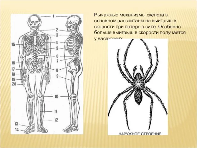 Рычажные механизмы скелета в основном рассчитаны на выигрыш в скорости при