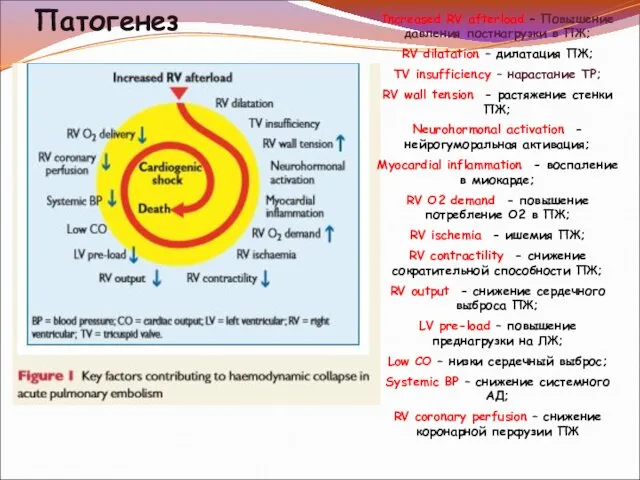 Патогенез Increased RV afterload – Повышение давления постнагрузки в ПЖ; RV
