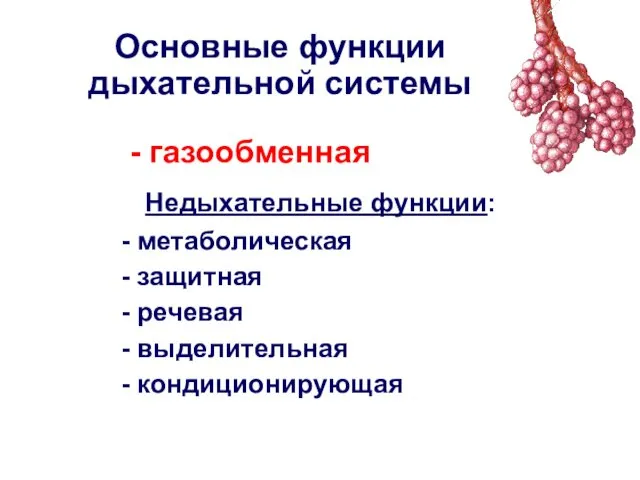 Основные функции дыхательной системы - газообменная Недыхательные функции: метаболическая защитная речевая выделительная кондиционирующая