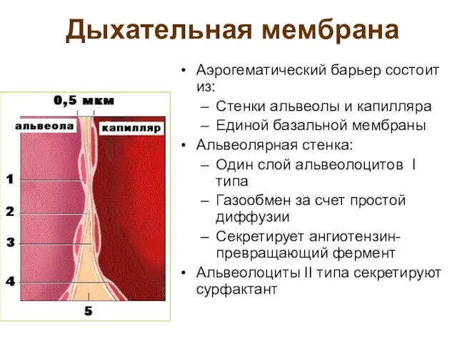 Дыхательная мембрана Аэрогематический барьер состоит из: Стенки альвеолы и капилляра Единой