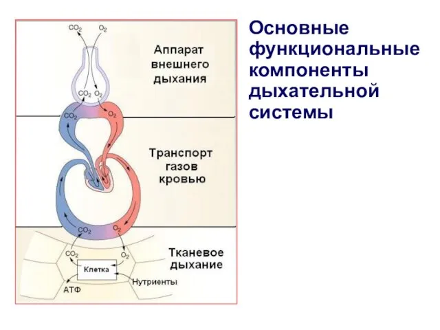 Основные функциональные компоненты дыхательной системы