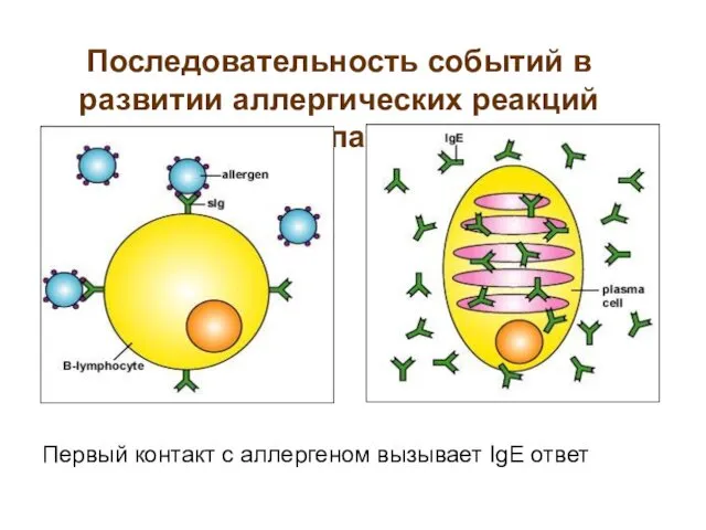 Последовательность событий в развитии аллергических реакций типа I Первый контакт с аллергеном вызывает IgE ответ