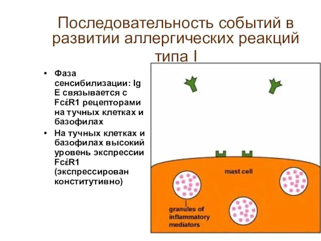 Последовательность событий в развитии аллергических реакций типа I Фаза сенсибилизации: Ig