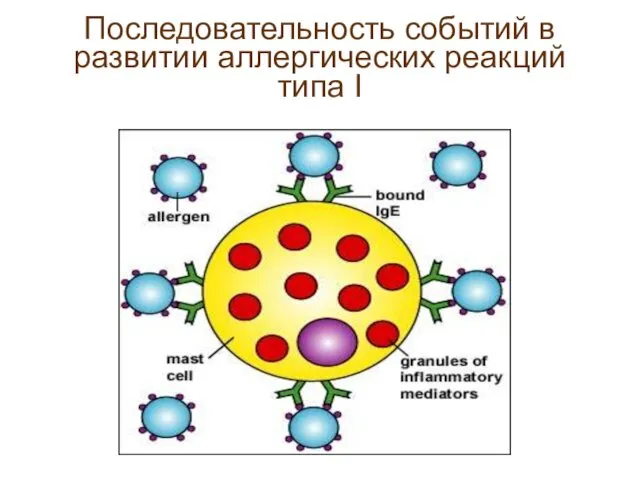 Последовательность событий в развитии аллергических реакций типа I