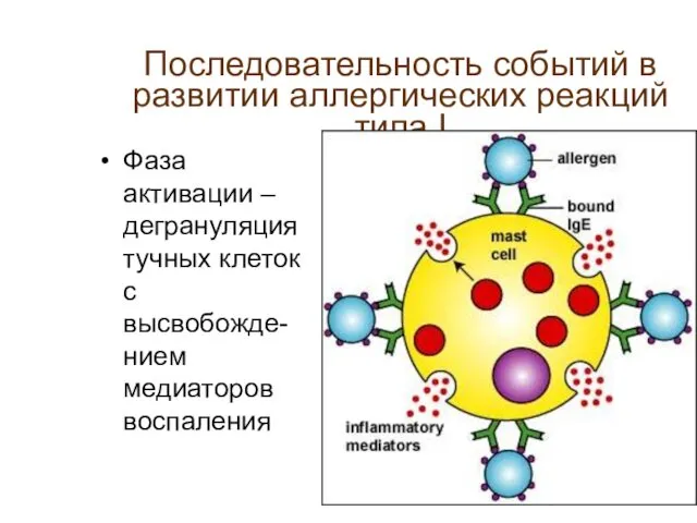 Последовательность событий в развитии аллергических реакций типа I Фаза активации –