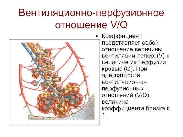 Вентиляционно-перфузионное отношение V/Q Коэффициент представляет собой отношение величины вентиляции легких (V)