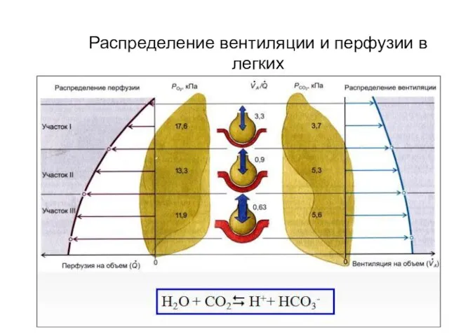 Распределение вентиляции и перфузии в легких