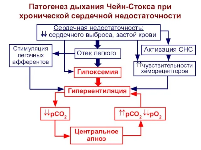 Патогенез дыхания Чейн-Стокса при хронической сердечной недостаточности Сердечная недостаточность: ⇊ сердечного