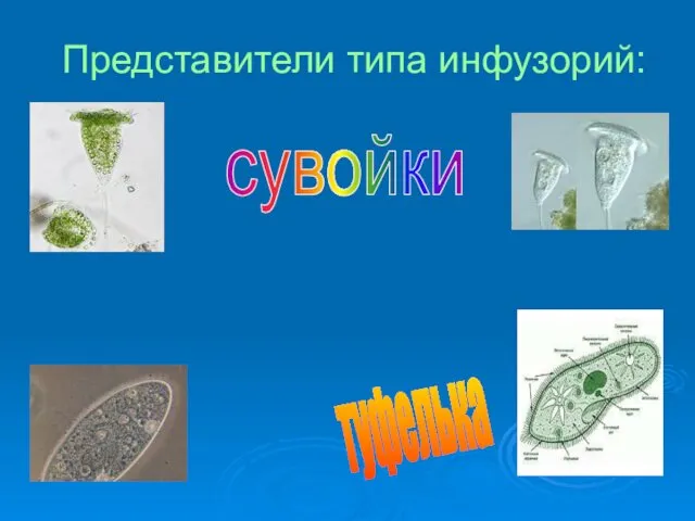 Представители типа инфузорий: сувойки парамеция туфелька