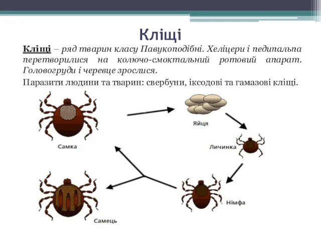 Кліщі Кліщі – ряд тварин класу Павукоподібні. Хеліцери і педипальпа перетворилися