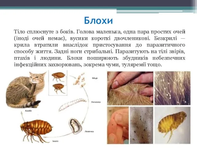 Блохи Тіло сплюснуте з боків. Голова маленька, одна пара простих очей