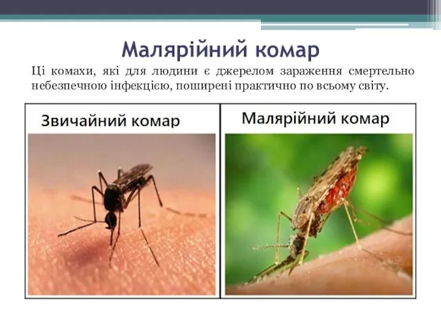 Малярійний комар Ці комахи, які для людини є джерелом зараження смертельно