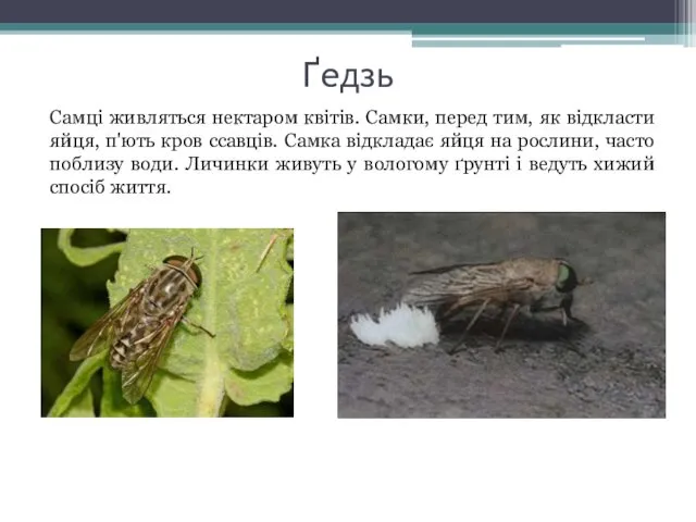 Ґедзь Самці живляться нектаром квітів. Самки, перед тим, як відкласти яйця,