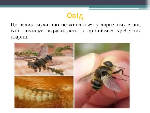 Овід Це великі мухи, що не живляться у дорослому стані; їхні