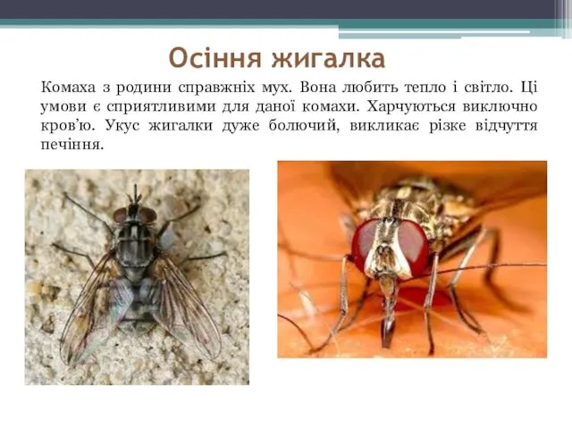 Осіння жигалка Комаха з родини справжніх мух. Вона любить тепло і