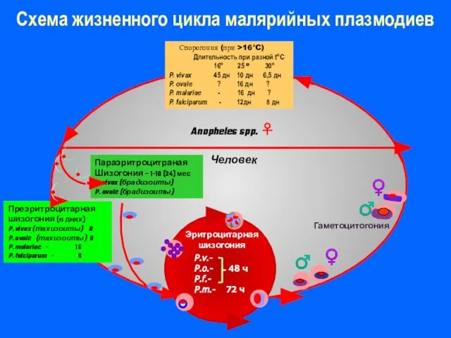 Схема жизненного цикла малярийных плазмодиев Спорогония (при >16°C) Длительность при разной