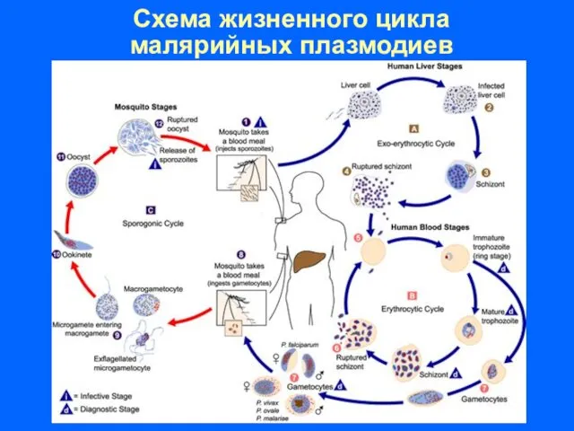 Схема жизненного цикла малярийных плазмодиев