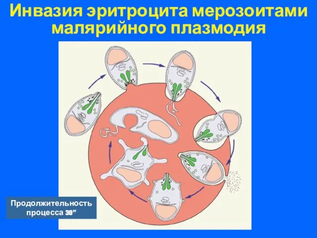 Инвазия эритроцита мерозоитами малярийного плазмодия Продолжительность процесса 30”