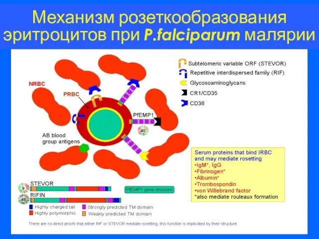 Механизм розеткообразования эритроцитов при P.falciparum малярии