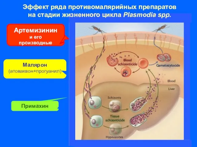 Артемизинин и его производные Малярон (атоваквон+прогуанил) Эффект ряда противомалярийных препаратов на