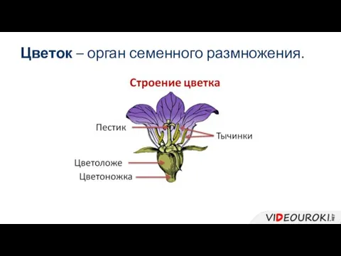 Цветок – орган семенного размножения.