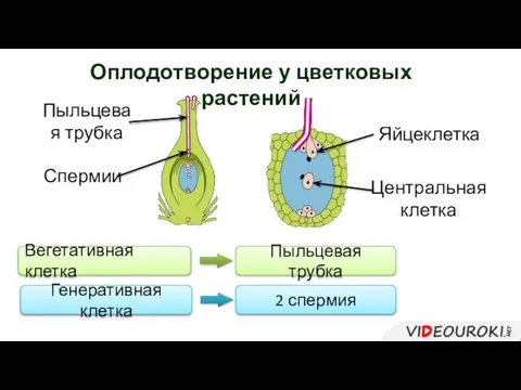 Вегетативная клетка Пыльцевая трубка Генеративная клетка 2 спермия Оплодотворение у цветковых