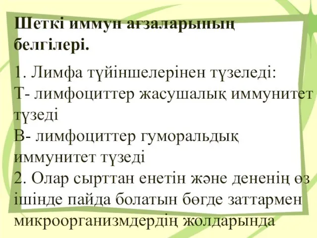 Шеткі иммун ағзаларының белгілері. 1. Лимфа түйіншелерінен түзеледі: Т- лимфоциттер жасушалық