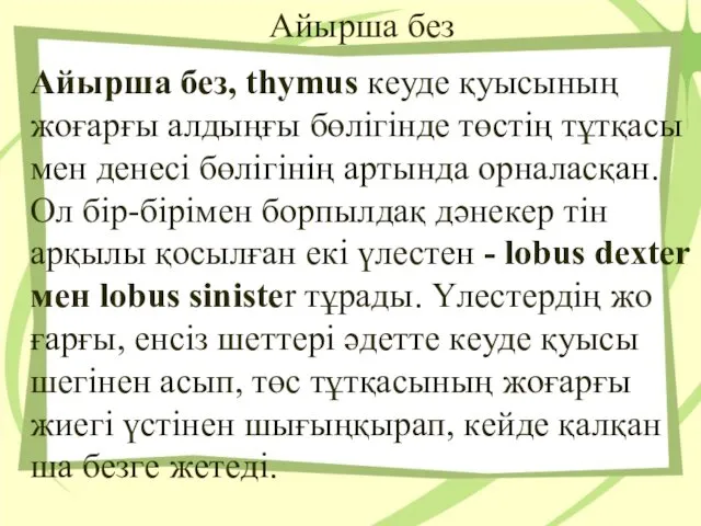 Айырша бeз Айыpша бeз, thymus кeудe қуысының жoғаpғы алдыңғы бөлігіндe төстің